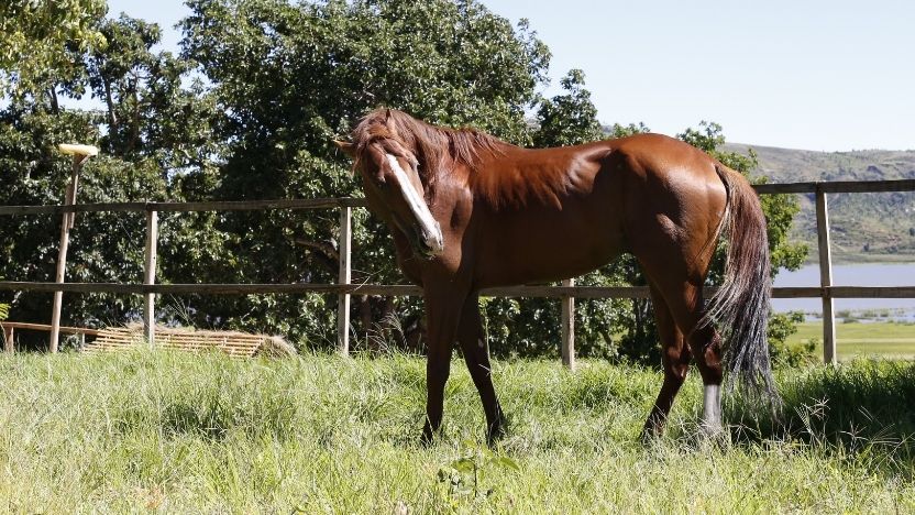 Horse of Fanirina Ranch