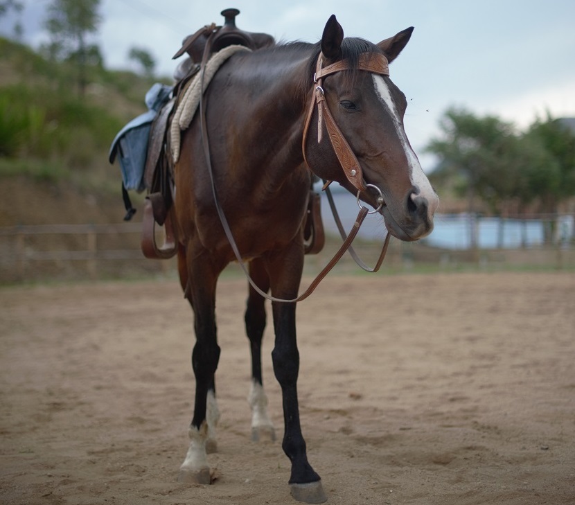 Horse of Fanirina Ranch