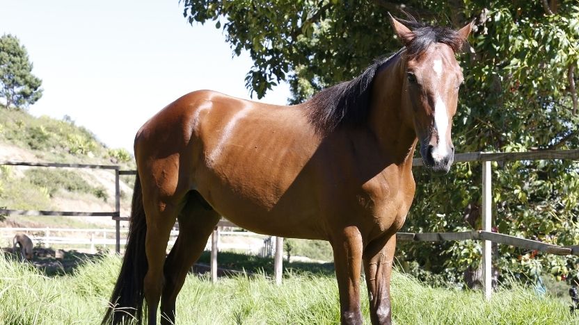 Horse of Fanirina Ranch