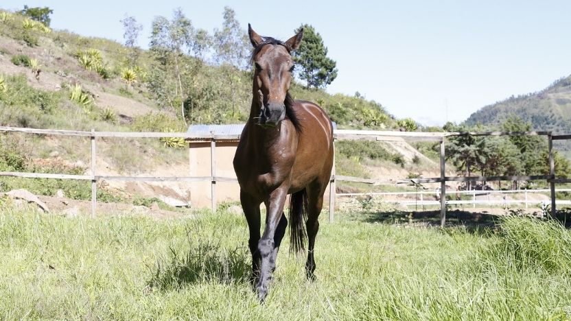 Horse of Fanirina Ranch